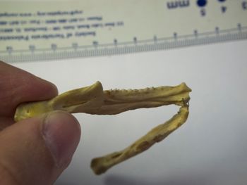 Media type: image;   Herpetology R-4702